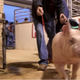 Illustration for article titled Pig Royalty Is Best in Show